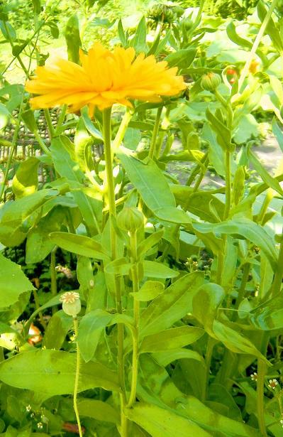 Ringelblume
