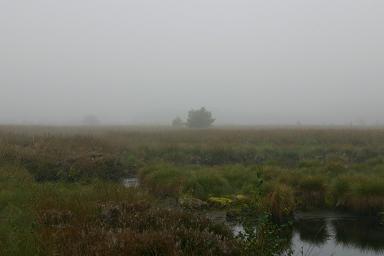Moor im Nebel