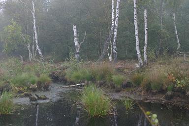 Moorlandschaft